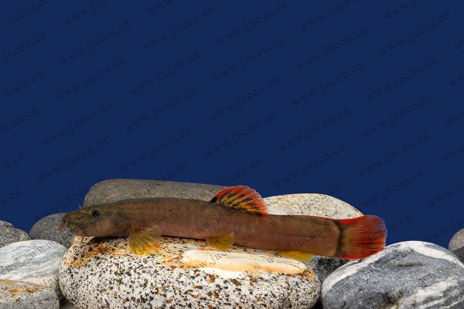 40元一斤的红尾鱼，终于摸索出钓获它的门道-搜狐
